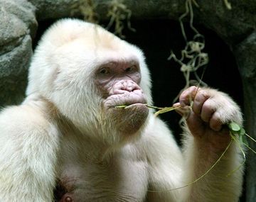 Revelan por qué era blanco Copito de Nieve