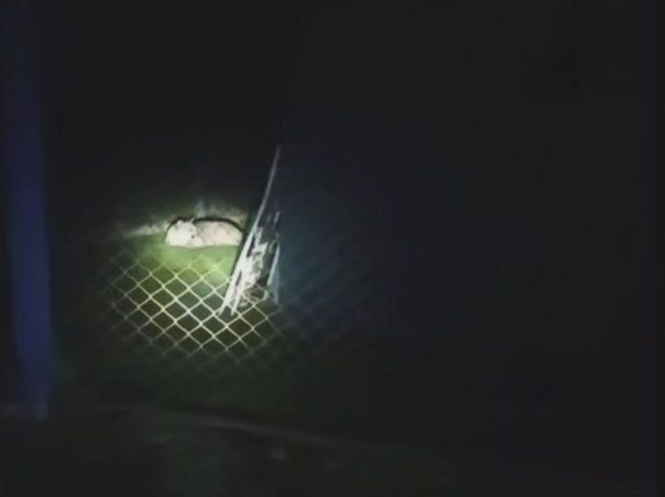 Alarma por un puma suelto en Moreno: aseguran que ya mató a varios animales