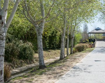 Un adolescente atropelló y mató a su abuela cuando le enseñaba a manejar