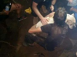 video: el emotivo rescate de un perro atrapado tres dias bajo tierra video: el emotivo rescate de un perro atrapado tres dias bajo tierra