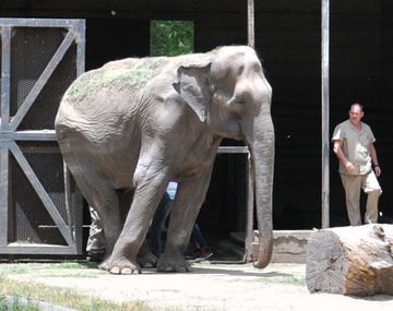 Trasladarían a Pelusa a Brasil&nbsp;