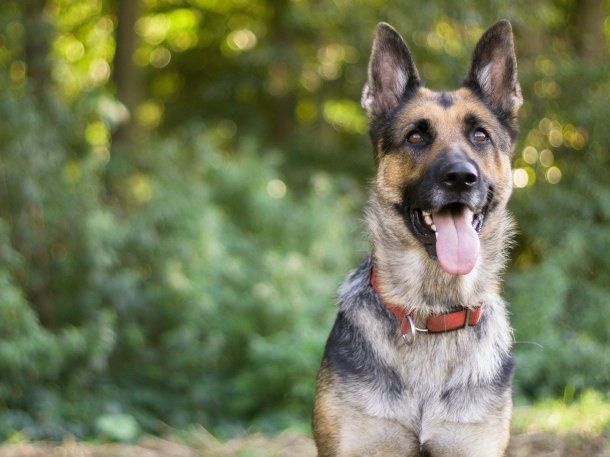 Día del Perro: la historia de Chonino y por qué se conmemora el 2 de junio