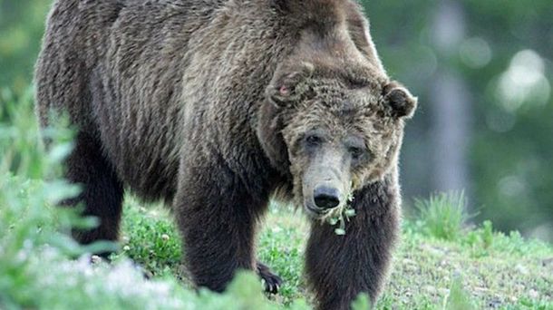 Mataron de un disparo al oso más popular del Parque Nacional de Yellowstone
