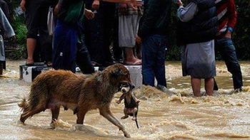 mascotas, las victimas olvidadas del temporal de cordoba mascotas, las victimas olvidadas del temporal de cordoba