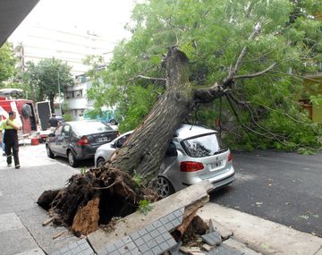 Un árbol se cayó por el temporal y destruyó un auto 0KM