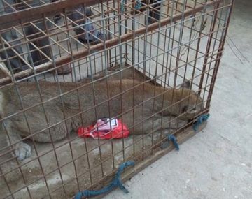 Pánico: fueron a trabajar a un galpón y se encontraron con un puma