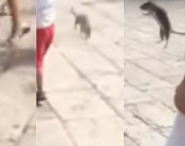 Pateó una rata y le dio a una nena en la carta