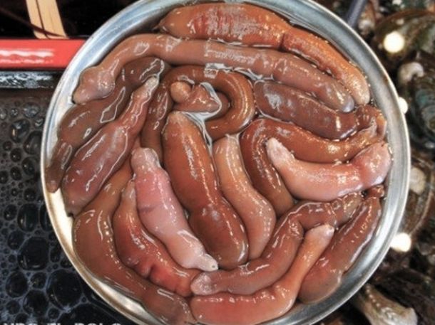 Atención: el pez pene que invadió las playas de la Patagonia es comestible y lo consideran un manjar