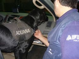 una perra de la afip encontro 187 mil reales ocultos en un airbag una perra de la afip encontro 187 mil reales ocultos en un airbag