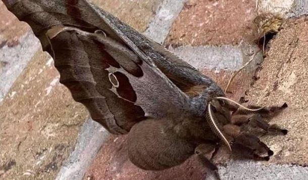 Las tarántulas con alas que causan terror en México y Estados Unidos