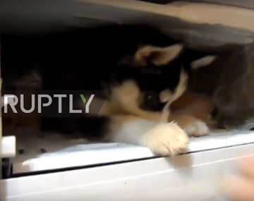 Un pequeño husky quiere estar en el congelador de la heladera