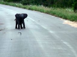 mira como se divierte un elefante bebe corriendo golondrinas mira como se divierte un elefante bebe corriendo golondrinas