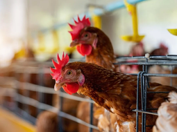 La gripe aviar preocupa en Uruguay y el resto de los países latinoamericanos. La gripe aviar preocupa en Uruguay y el resto de los países latinoamericanos.