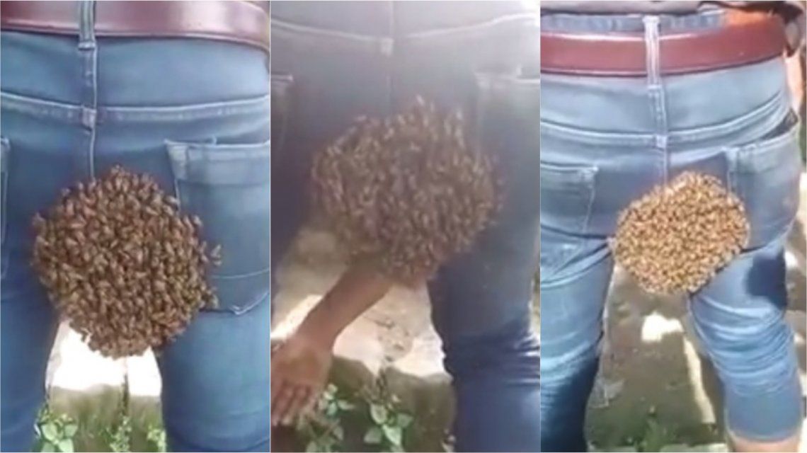 VIDEO: Un enjambre se posó en la cola de un hombre