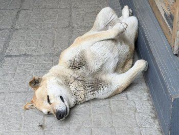 Un perro de El Calafate se hizo viral por su extraña postura al dormir y desató una catarata de fotos. Un perro de El Calafate se hizo viral por su extraña postura al dormir y desató una catarata de fotos.