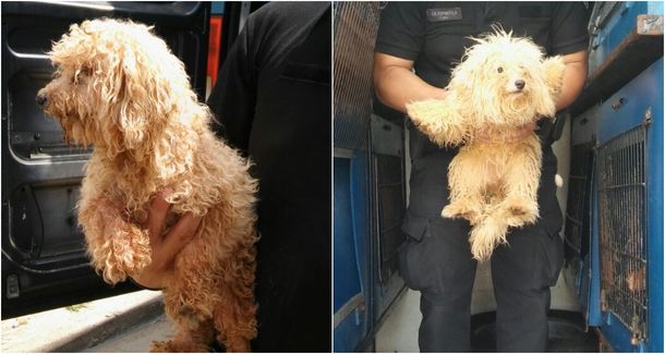 Clausuran un criadero ilegal de Caniche Toy en Liniers