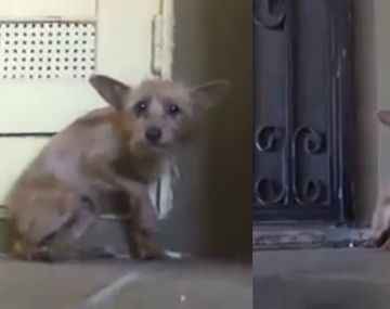 La emocionante transformación de un diminuto perro rescatado del maltrato