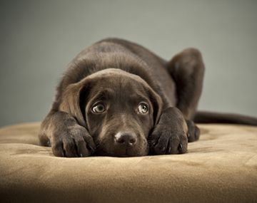 Las mascotas y la pirotecnia