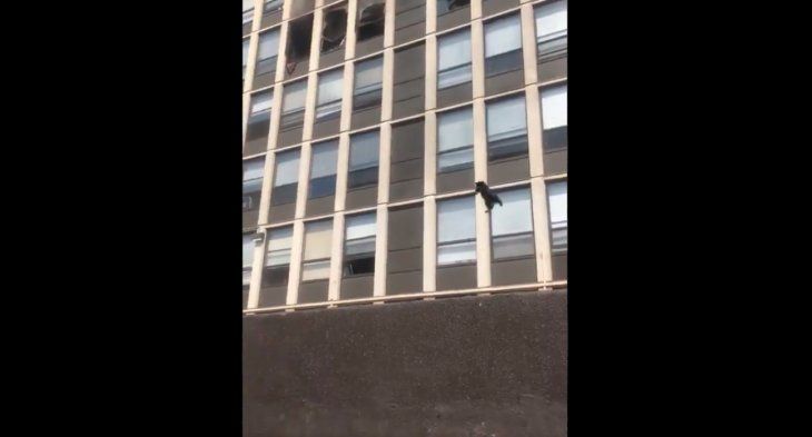 A este gato le quedan seis vidas