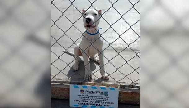 Justicia: lo detuvieron por filmar el maltrato a su perro y subir el video a las redes