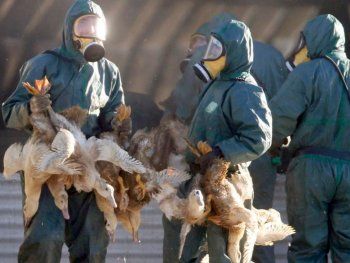 Segundo caso de gripe aviar en la Argentina