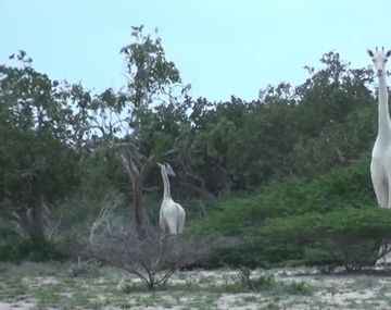 Encuentran dos raras jirafas blancas
