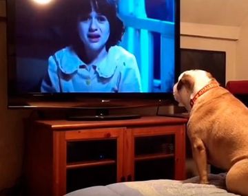 VIDEO: La curiosa reacción de un bulldog al ver un película de terror