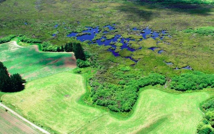Quisieron plantar un bosque de 200.000 árboles y arruinaron un humedal que estaba en zona protegida