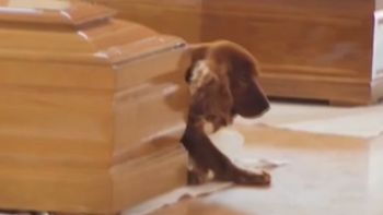 conmovedor: un perro se nego a abandonar el ataud de su amo, victima del terremoto conmovedor: un perro se nego a abandonar el ataud de su amo, victima del terremoto