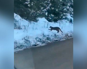 Sorpresa en Neuquén por un puma que iba caminando por una ruta