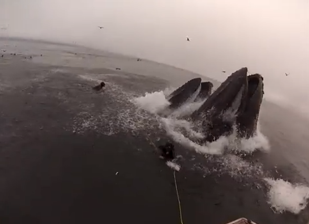 VIDEO: Dos ballenas casi se tragan a dos buzos