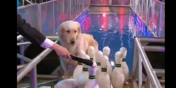 Polémica por la utilización de perros en el programa de Guido Kaczka