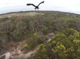 video: un aguila guerrera derribo a un drone en pleno vuelo video: un aguila guerrera derribo a un drone en pleno vuelo