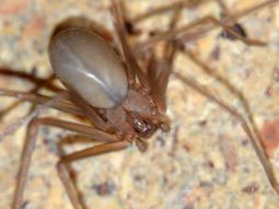 Loxosceles se llama la especie de araña conocida como del rincón