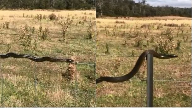 VIDEO: El curioso acto de equilibrismo de una enorme serpiente