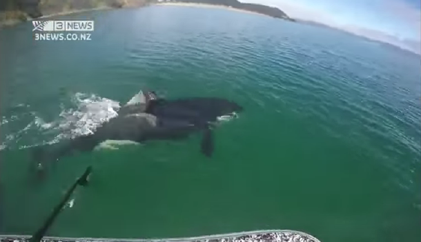 Navegaba, una orca lo vio, pero le perdonó la vida
