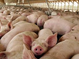 la importacion de cerdo de ee.uu. pone en peligro 35 mil empleos la importacion de cerdo de ee.uu. pone en peligro 35 mil empleos