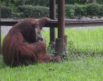 El orangután de 22 años fuma como un profesional