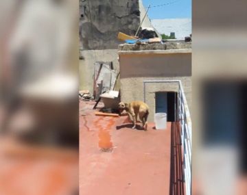 VIDEO: Dejó a su perra atada en una terraza bajo el sol por varias horas