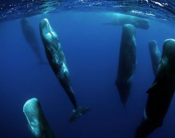 El increíble video de ballenas durmiendo la siesta