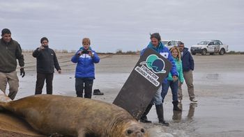 video: el elefante marino que aparecio en gualeguaychu fue devuelto al mar video: el elefante marino que aparecio en gualeguaychu fue devuelto al mar