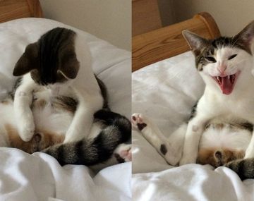 Un gato se despertó de la anestesia tras ser castrado y su reacción fue terrible