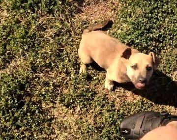 Encontró a un cachorro en el medio de la nada y se lo llevó a su casa