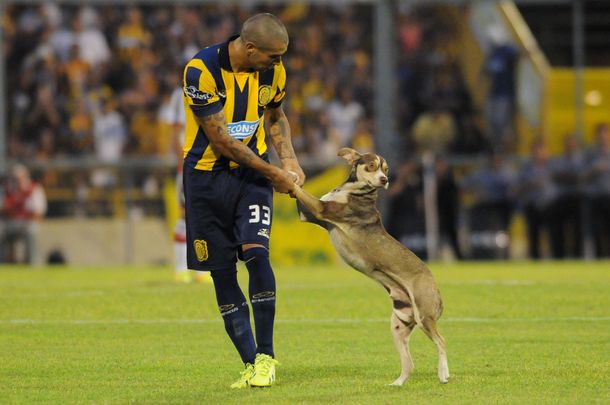 Insólito, un perro irrumpió en el partido entre River y Rosario Central