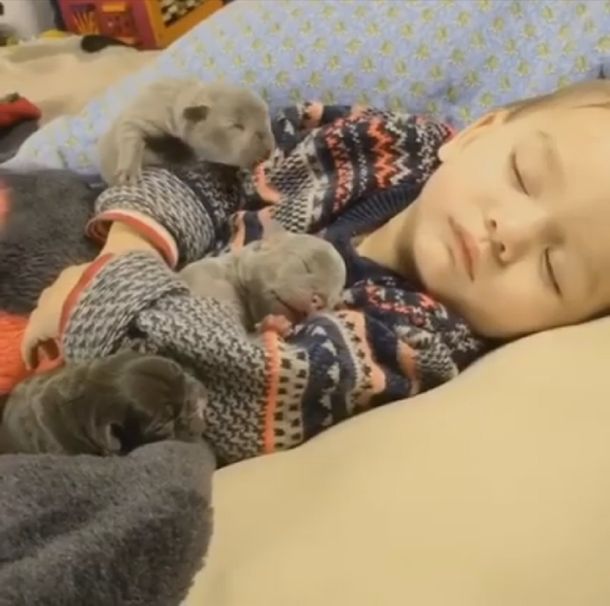Un nene cubierto de cachorros encontró el mejor modo de pasar el frío