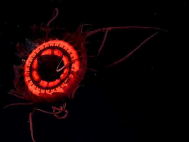 La increíble medusa roja descubierta gracias al streaming del CONICET