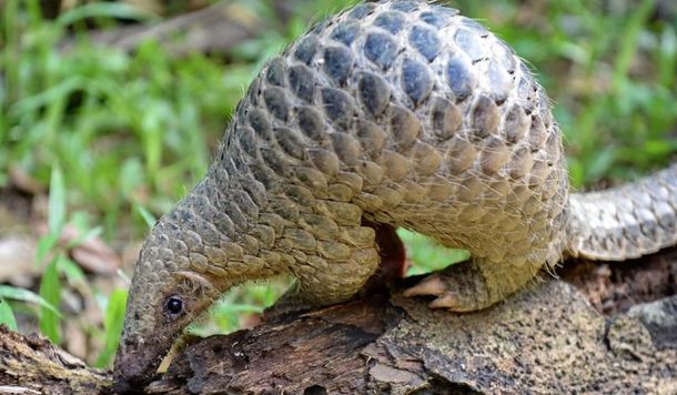 Pandemia de coronavirus: se&ntilde;alan que una mutaci&oacute;n permiti&oacute; el salto del&nbsp;del Covid-19 del pangol&iacute;n al ser humano