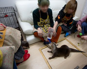 Maltrato animal en Japón: exhiben nutrias en cafés para que los clientes se saquen fotos