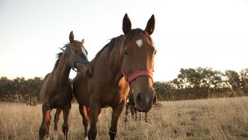 El 69% de los casos que se confirmaron lograron recuperarse. El 69% de los casos que se confirmaron lograron recuperarse.