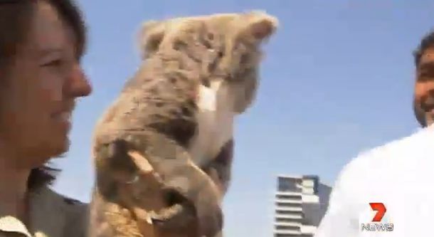 Mike Tyson se llevó flor de susto con un koala